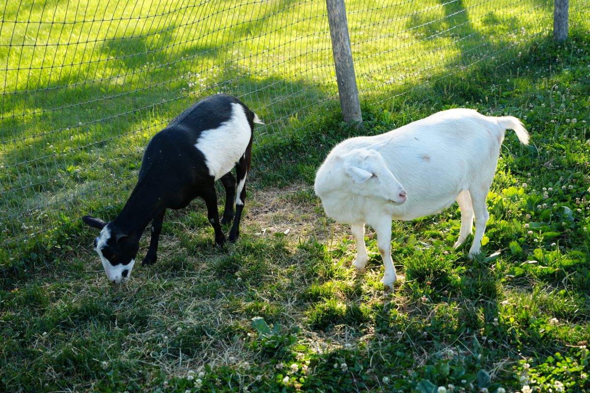goats at farm