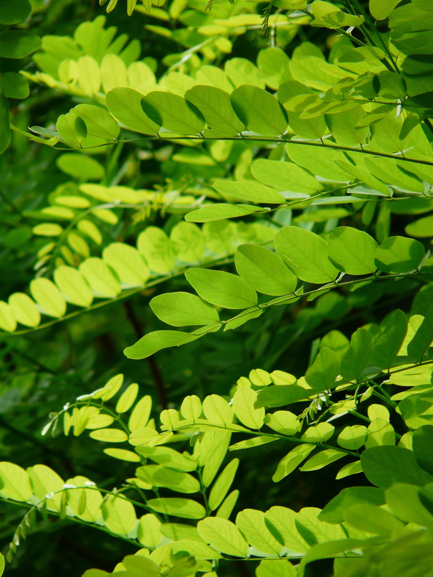 leaves