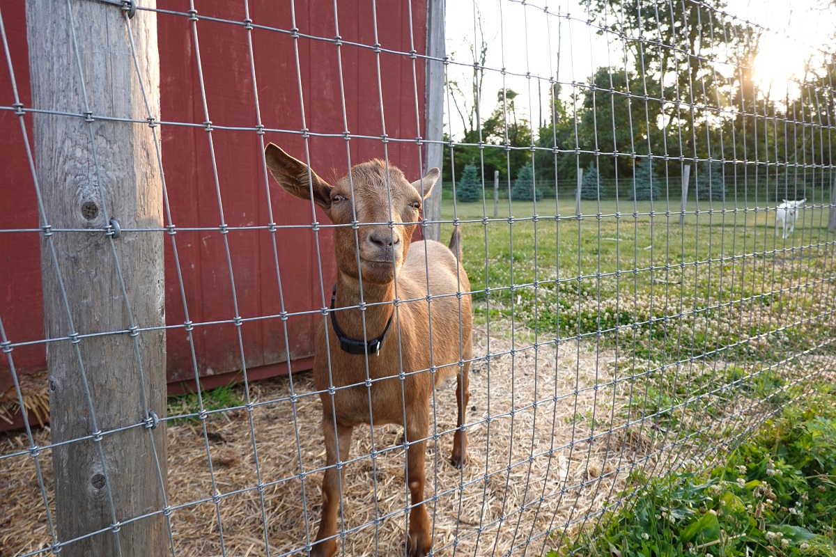 Goat behind a fence